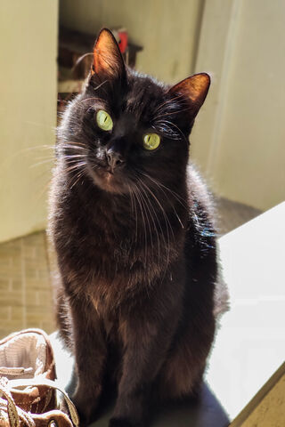 Black Cat