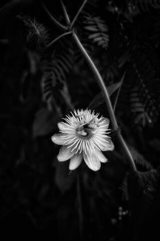 Siyah ve beyaz çiçek