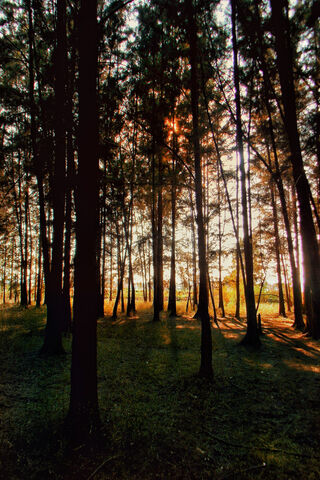 Whispers of the Bosque 🌲✨