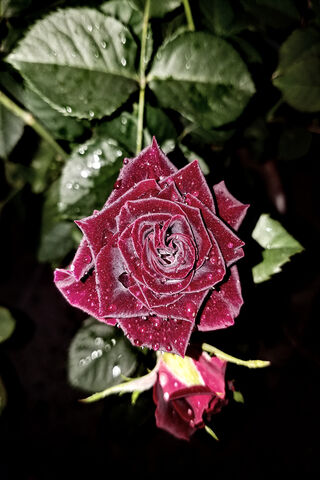 Mystique of the Midnight Rose