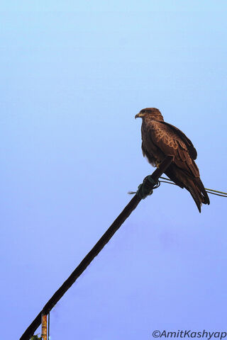 Majestic Black Kite: A Skyward Sentinel 🦅