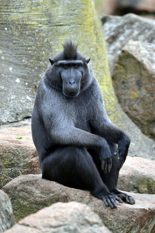 Black Macaque