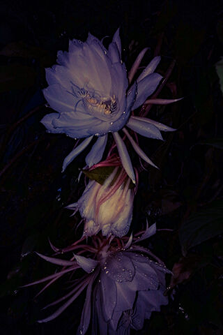 Mystical Bloom: The Enigmatic Brahma Kamal 🌸✨