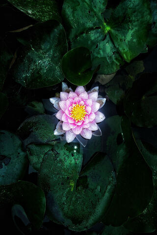 Harmony in Bloom: The Essence of Chakra 🌸✨