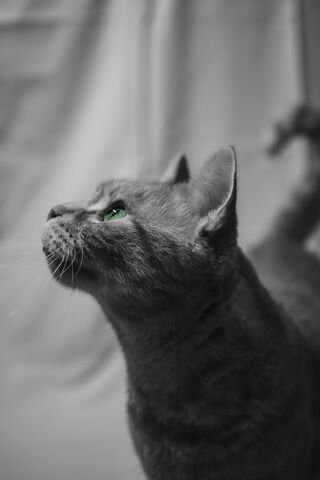 Mystical Gaze: The Enigmatic Black and White Cat
