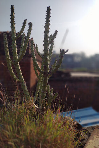 Cactus Plant