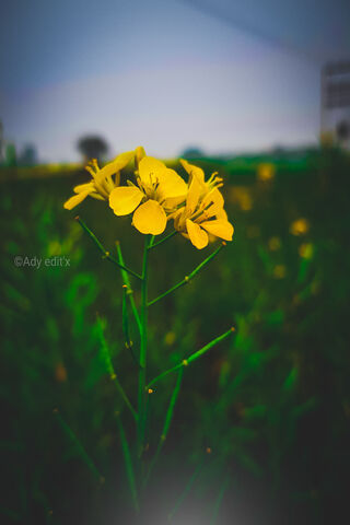 Golden Resilience: Nature's Bright Spot