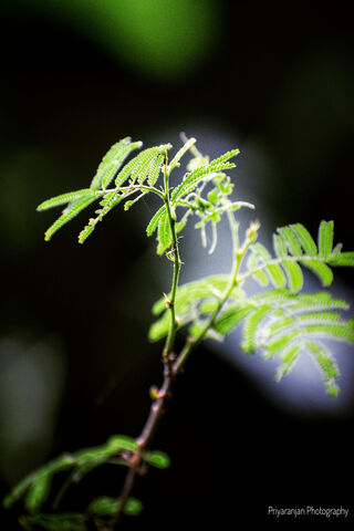 Enchanted Greenery: A Dark Theme Delight 🌿✨