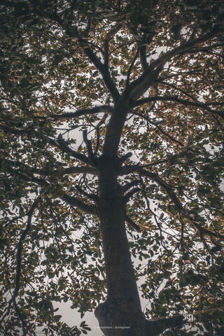 Whispers of the Darktree 🌳✨