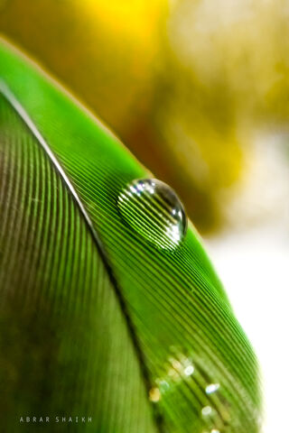 Nature's Gem: A Drop of Serenity on a Feather