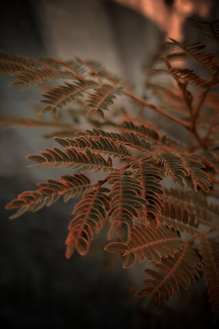 Mystical Dark Mustard Leaf: Nature's Hidden Gem 🌿✨