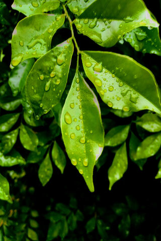 Whispers of the Dark Rain 🌧️🍃
