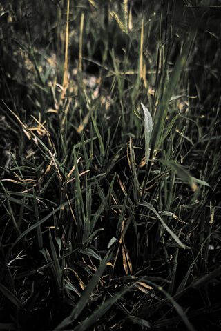 Dark Green Grass