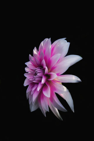 Dahlia Dreams: A Floral Fantasy 🌸✨