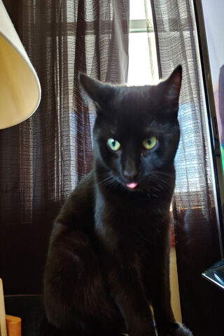 Derpy Raizin: The Mischievous Feline