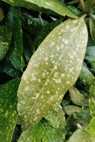 Mystical Greenery: The Enchantment of Ellas Castle Night