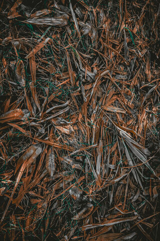 Autumn's Embrace 🍂