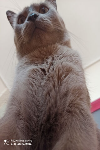 The Majestic Gato Gordo: King of the Couch 🐾👑