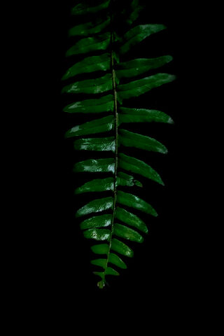 Emerald Elegance: The Beauty of Nature