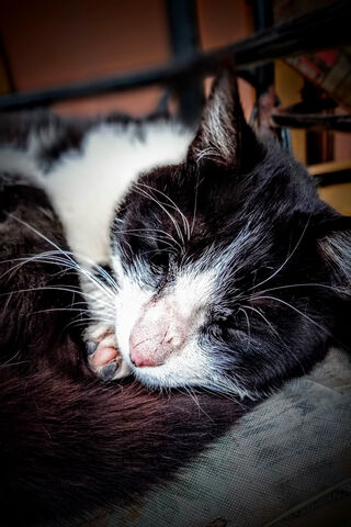 Dreamy Days of Gatito 🐾💤