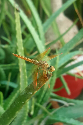 The Daring Grasshopper: Nature's Acrobat 🦗🌿