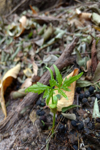 Growing Plant