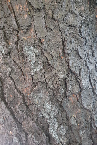 Nature's Strong Armor: The Beauty of Hardwood 🌳✨