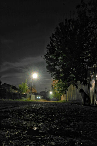 Spooky Shadows of Halloween Night 🎃🌙