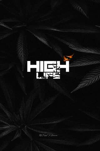 Elevate Your Vibe: The ..