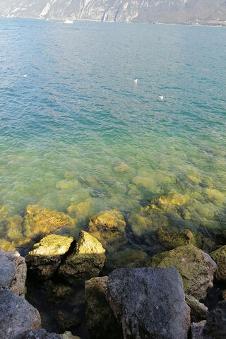 Serenity by the Waters: The Essence of Kawaragi Senju 🌊✨