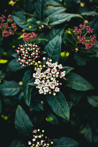 Leafy Wonders: Nature's Colorful Canvas 🍃🌸