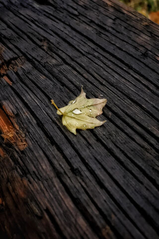 Nature's Tiny Treasure: The Leaf
