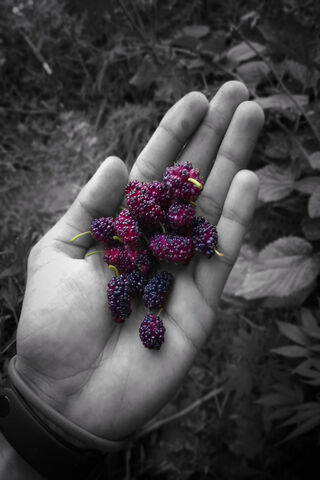 Nature's Sweet Gems: The Mulberry Harvest 🍇✨