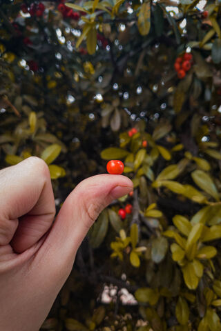 Tiny Treasure: The Mini Tomate 🍅✨