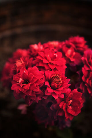 Mini Rose: A Burst of Red Elegance 🌹✨