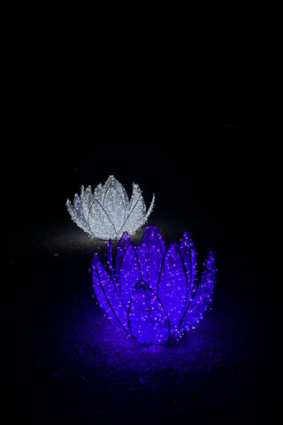 Luminous Blooms: A Nighttime Delight 🌌💡