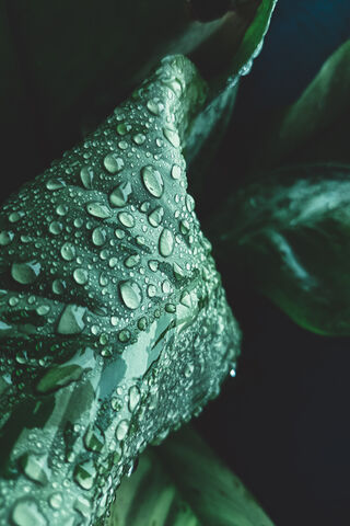 Dewy Serenity: Nature's Refreshing Touch 🌿💧