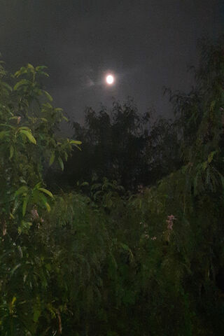 Whispers of the Night Moon 🌙✨