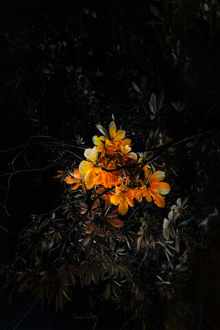 Glow of the Night Blooms 🌙✨