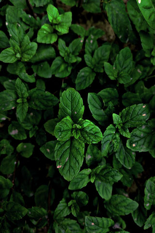 Lush Green Serenity 🌿