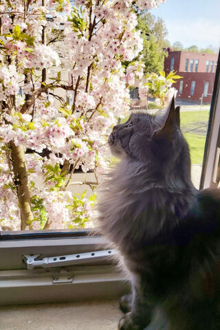 Whiskers in Bloom 🌸🐾