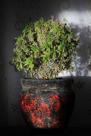 Nature's Resilience: A Pot of Life