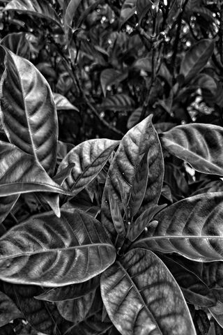 Shades of Green: A Leafy Symphony 🌿✨