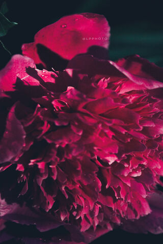 Blossoms of Passion: The Peony's Embrace 🌸❤️