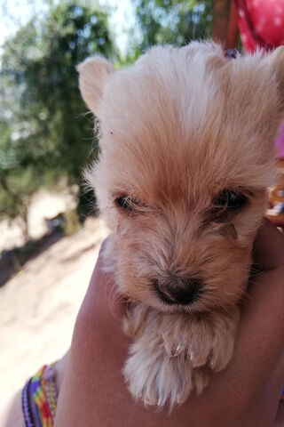 Perrita Peque: The Tiny Bundle of Joy! 🐶✨