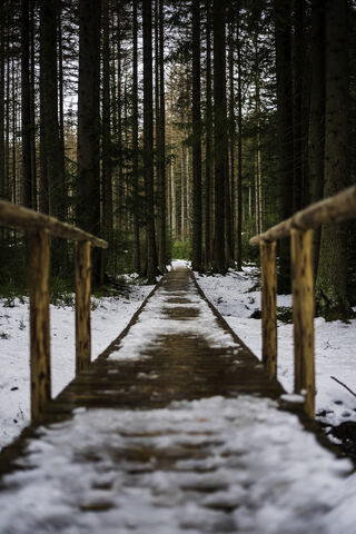 Winter's Whisper: A Journey Through the Woods ❄️🌲