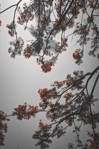 Redflo: Nature's Fiery Canvas 🌺🔥