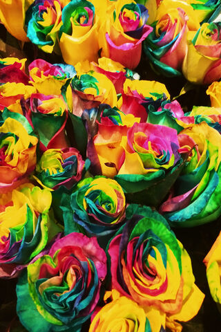 Vibrant Whirls of Color: The Magic of Rainbow Roses 🌈🌹