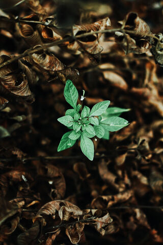 Small Tree Close-Up