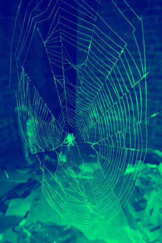 Emerald Web: Nature's Intricate Artistry 🌿🕸️